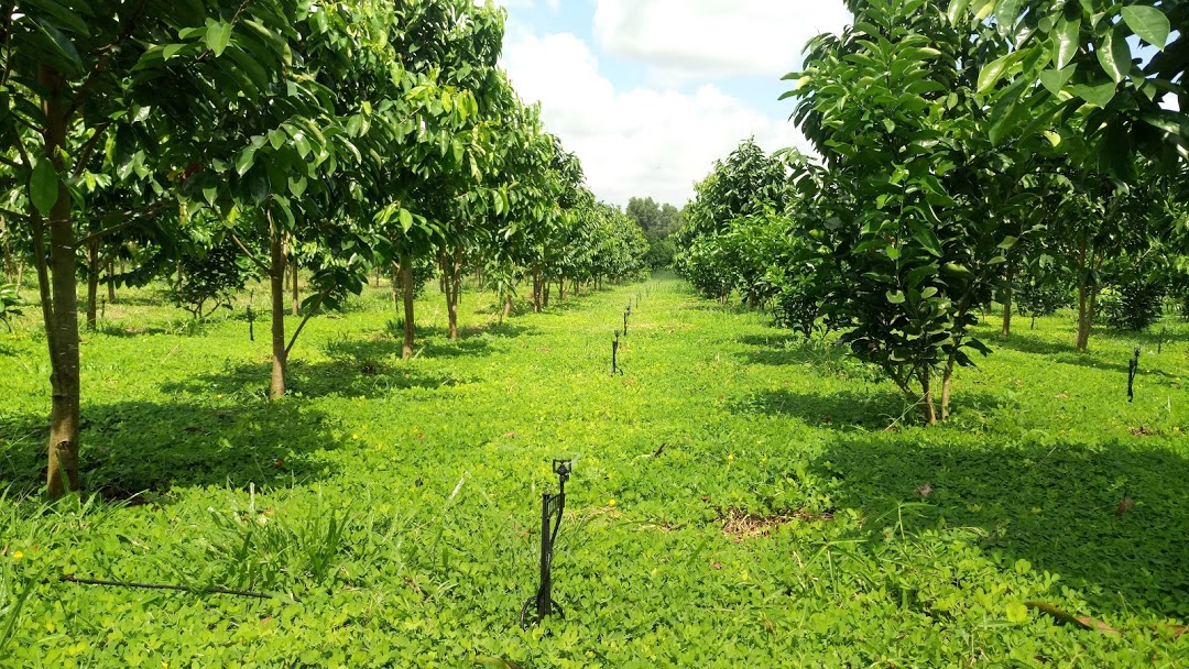 Hệ thống tưới vườn cây ăn trái