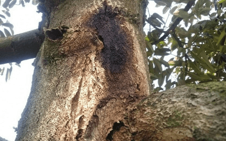 Bệnh thối thân xì mủ trên cây sầu riêng