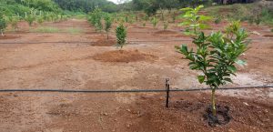 béc tuoi sau rieng