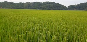 ruộng lúa 1