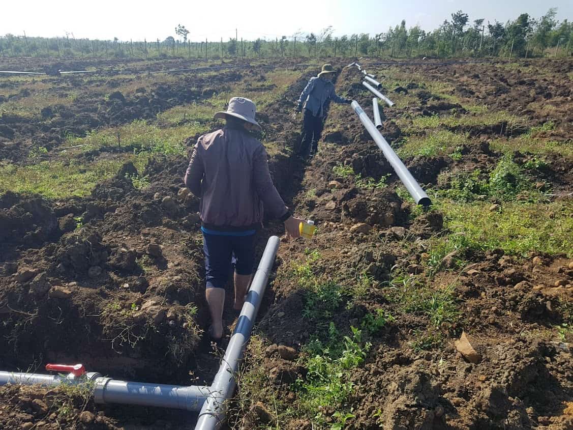 Công nhân đang lắp đặt ống chính hệ thống tưới cây dừa