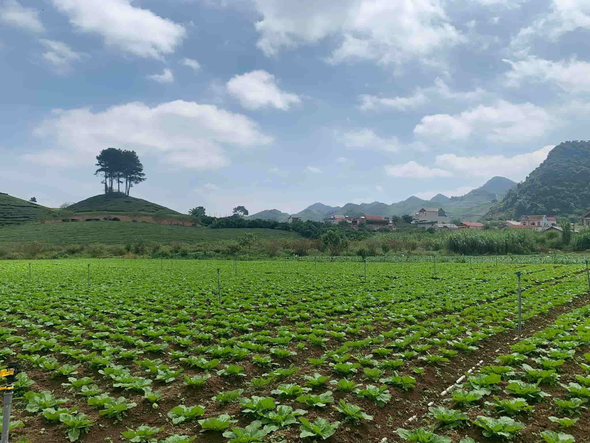 Lắp Đặt Hệ Thống Tưới Rau Đơn Giản Tại Nhà - Ai Cũng Làm Được