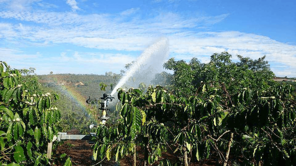 Lắp đặt béc tưới cà phê